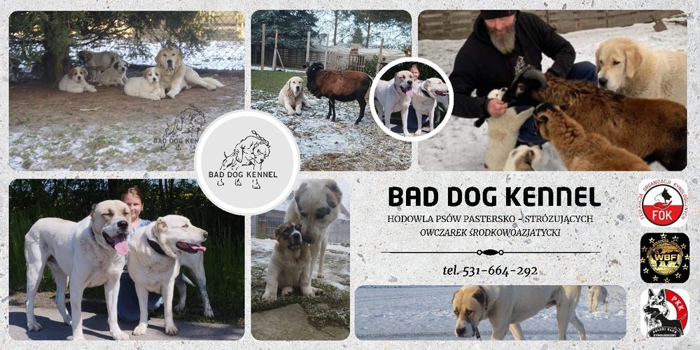 Szczenię Owczarek Środkowoazjatycki