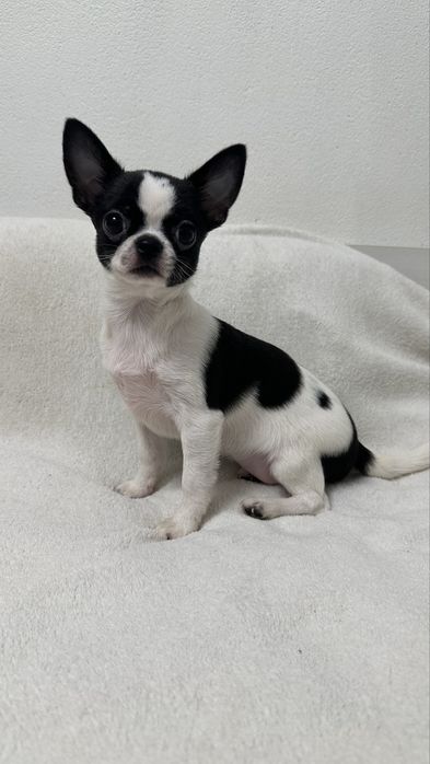 Чіхуашечка готова до подорожі