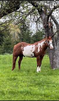 Stanówka Ogierem American Paint Horse