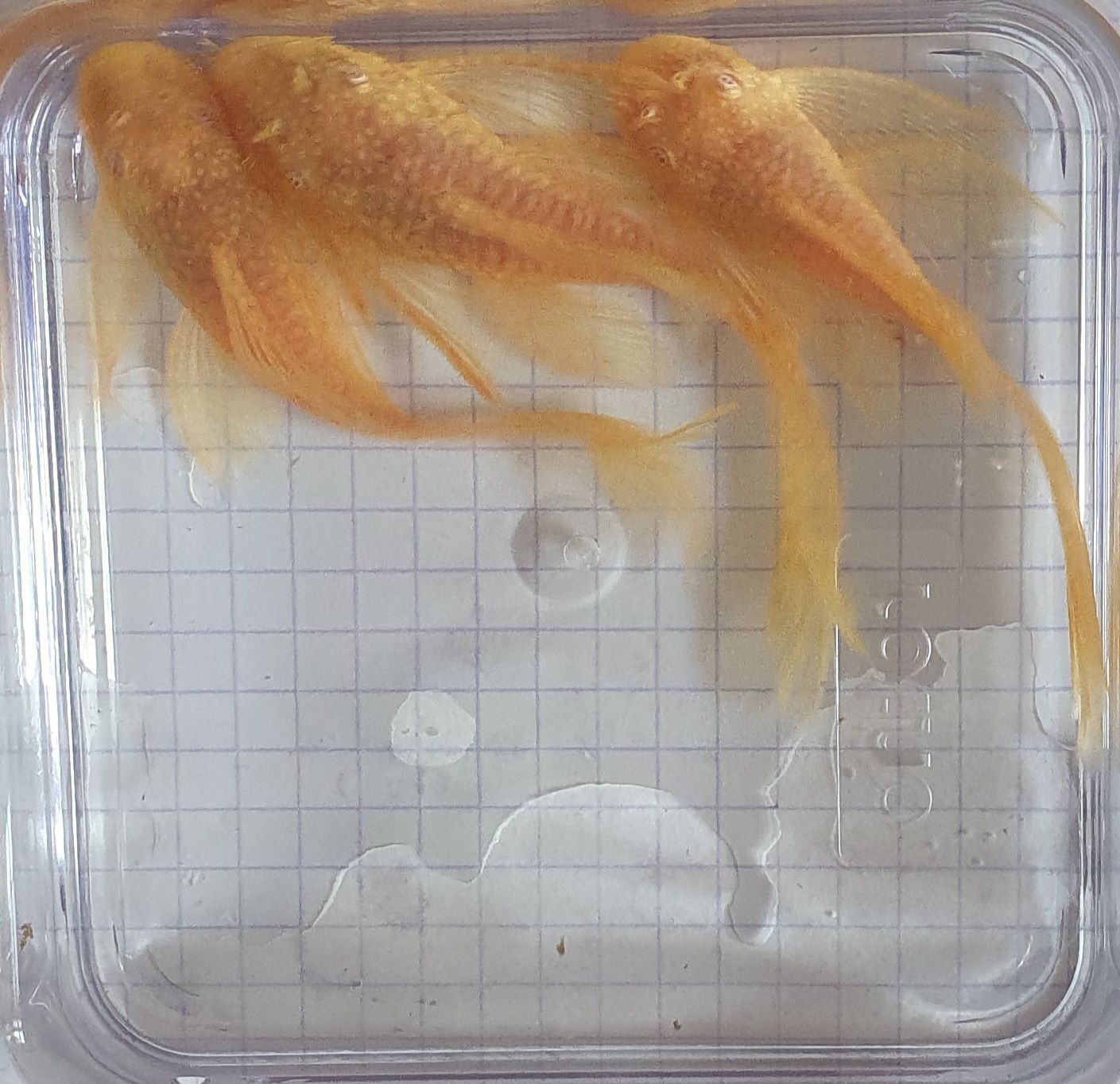 Ancistrus Albino long fin welon samiec  Wysyłka Glonojad Zbrojnik