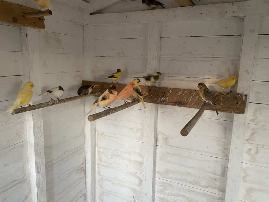 Kanarki samce samice