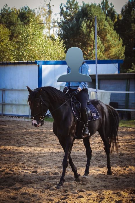 Wałach 7-letni - pilna redukcja stada