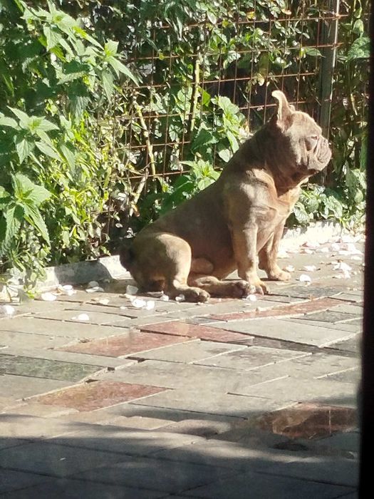 Вязка французский бульдог