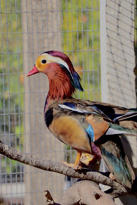 Patos mandarins disponiveis