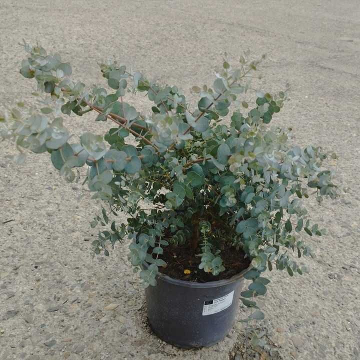 Eucalyptus 17Ø 60cm eukaliptus