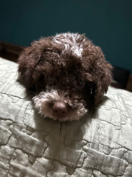 Lagotto Romagnolo chłopiec