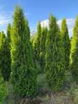 Tuja "Szmaragd" - Thuja, Żywotnik zachodni, wys. 110-130cm z gruntu