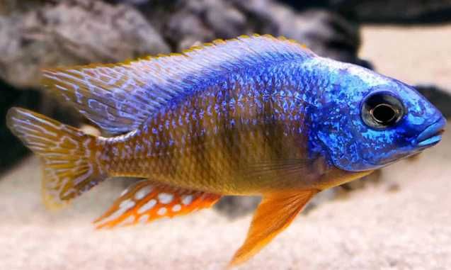 GB MALAWI Pyszczak Protomelas Taiwan Reef - dowóz ryb!
