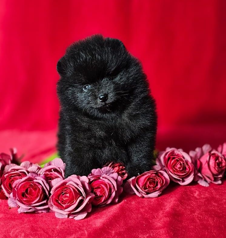 Czarny szpic miniaturowy pomeranian !!! Typ Misia!