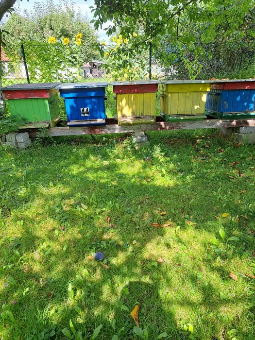 Ule wielkopolskie 12 ramkowe