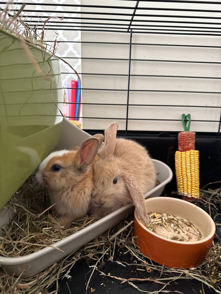 coelhos femeas- 1 mes e 2 meses