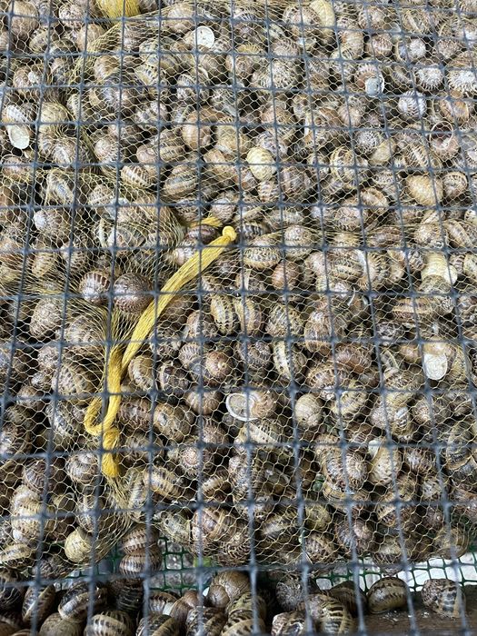 Равлик helix aspersa muller