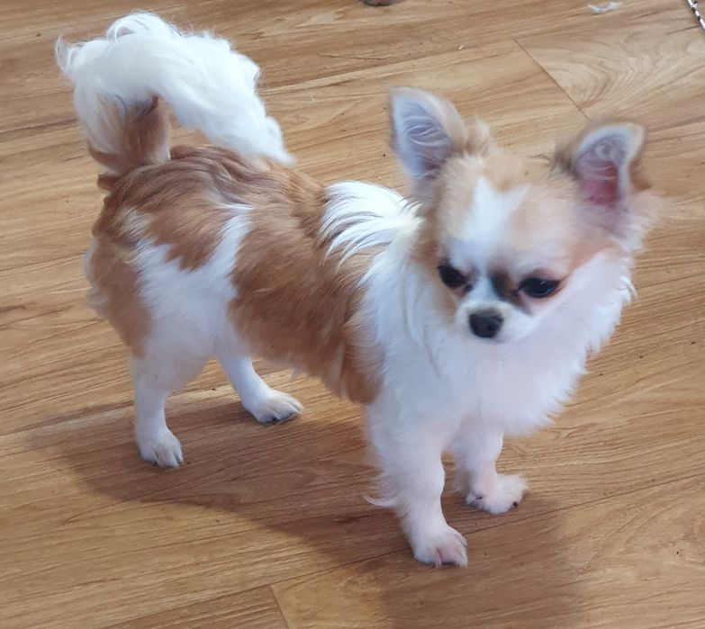 Длинношерстная чихуахуа девочка