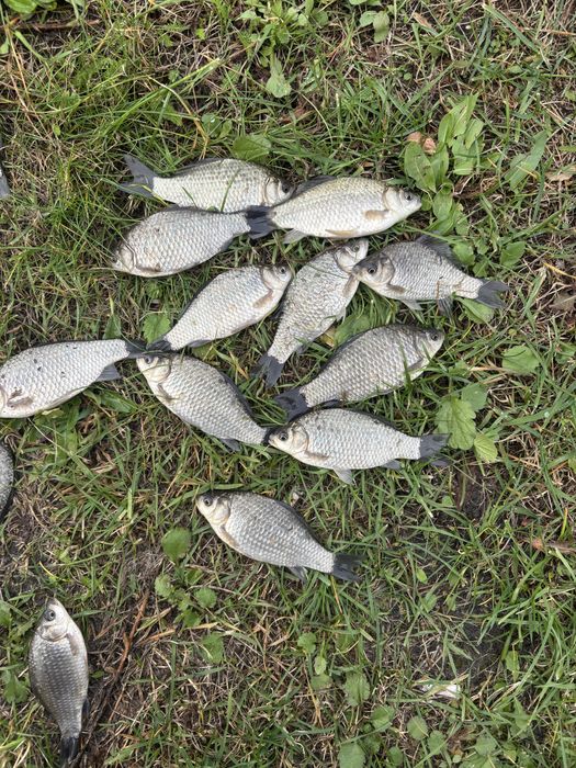 Karaś na żywca bądz do zarybienia stawu