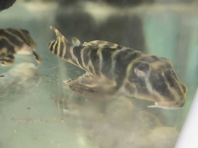 Hypancistrus farunculus L199