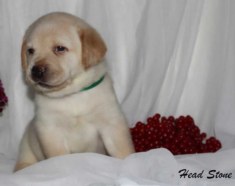 Щенки питомника Лабрадор ретривер