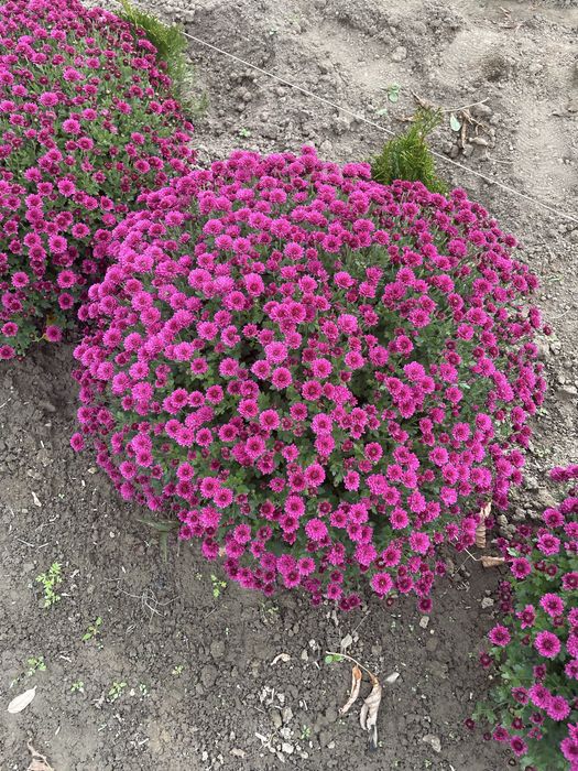 Хризонтема мультифлора