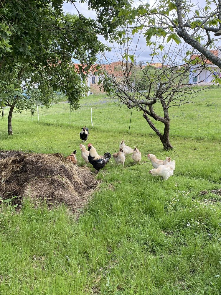 Ovos de Faverolles