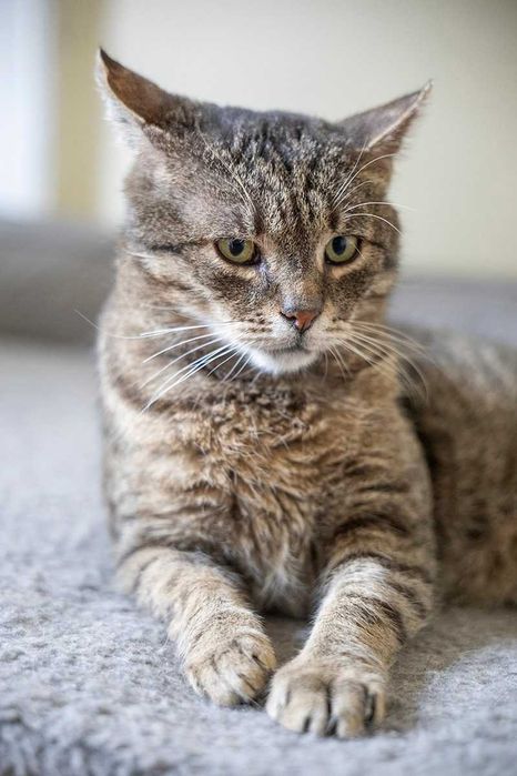 Starszy kocurek FENIKS do adopcji.