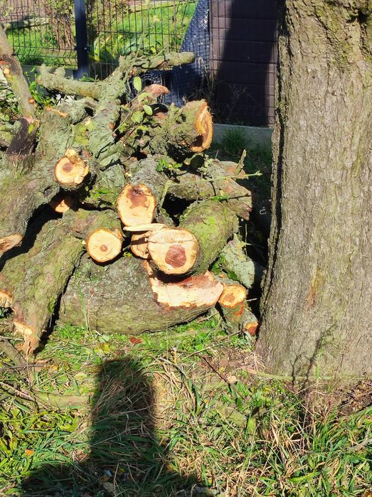 Drewno owocowe do wędzenia  jabłoń