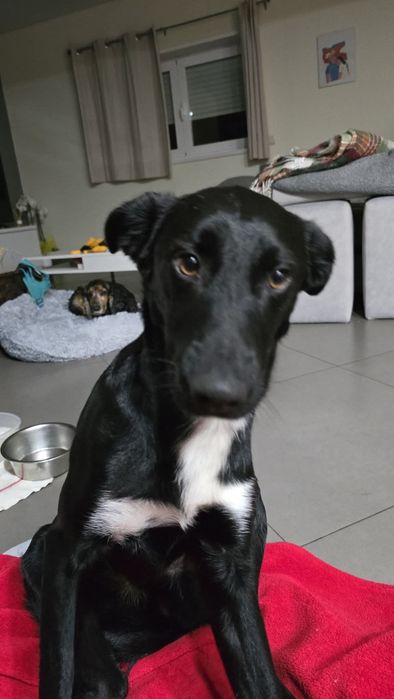 Com 9 mesinhos para adopção