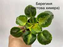 Фіалка/листова химера Берегиня