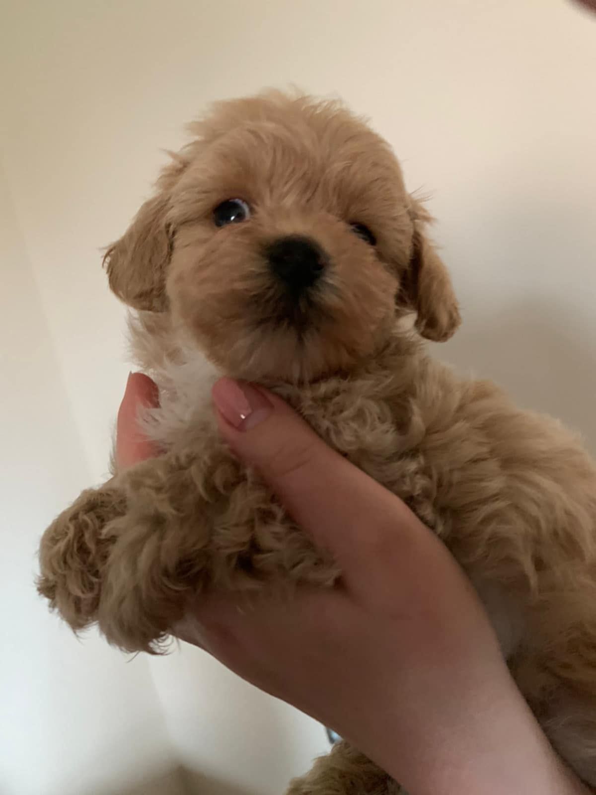 Maltipoo  Maltanczyk &Pudel  chłopiec