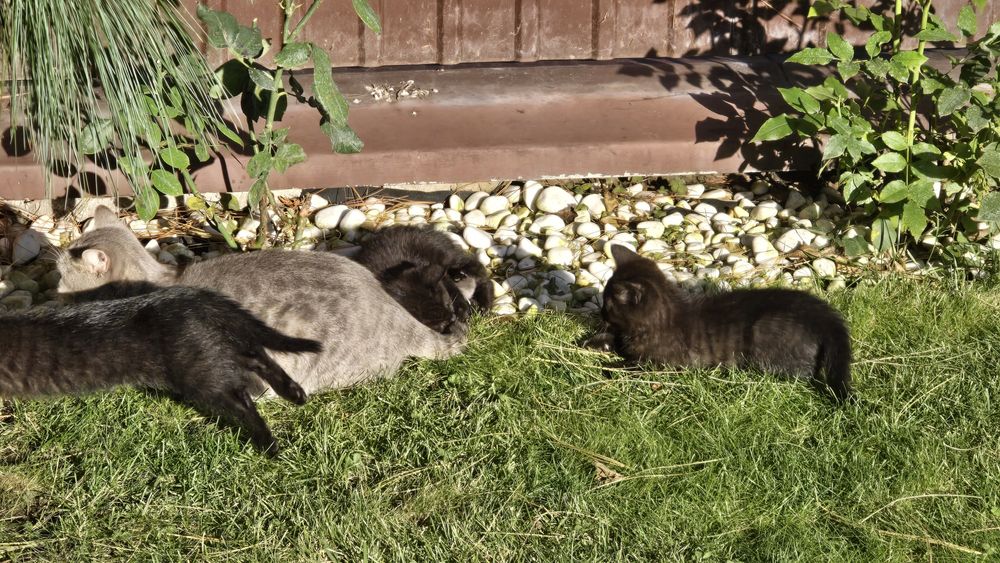 Котята в добрі руки