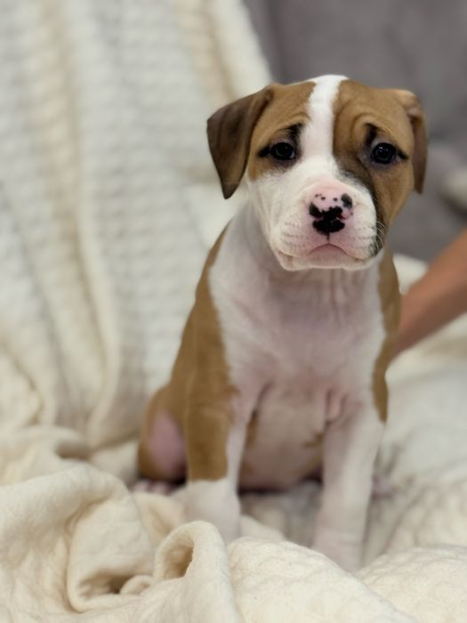 Продам щенят питбультерьер!Одесса!