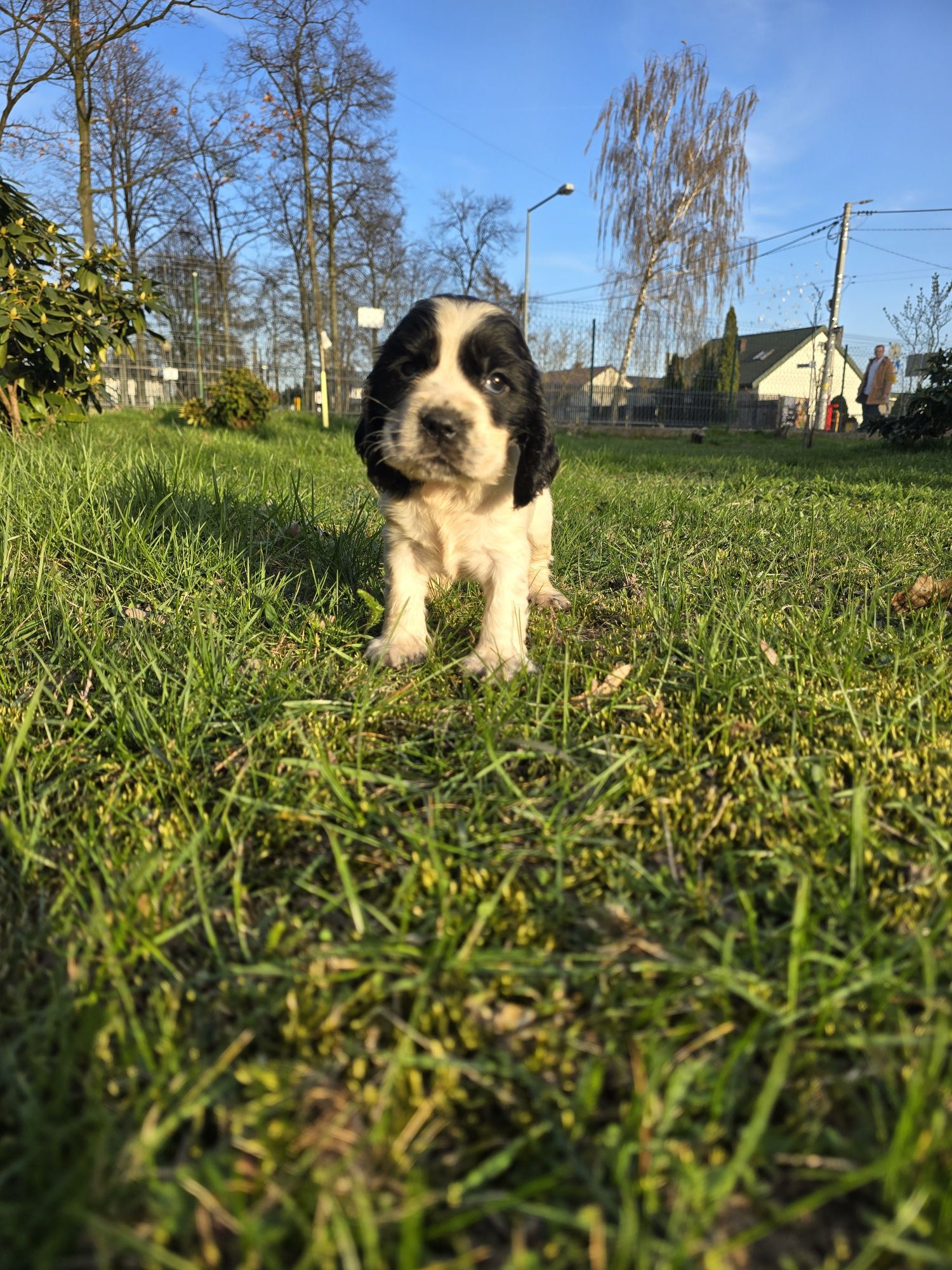 Suczka cocker spaniel angielski