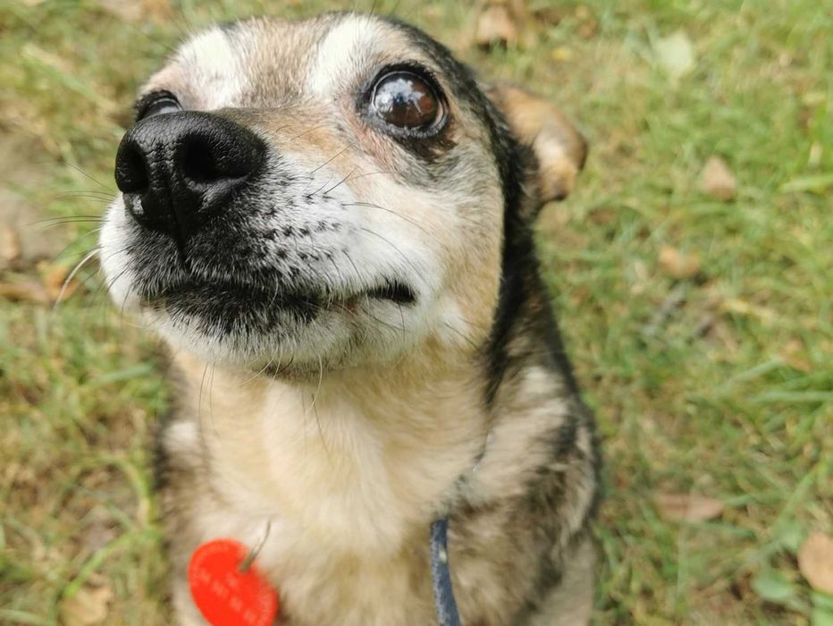 Emka czeka na dom...