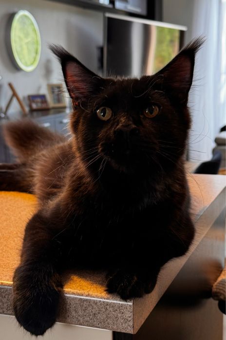 Maine Coon kocur