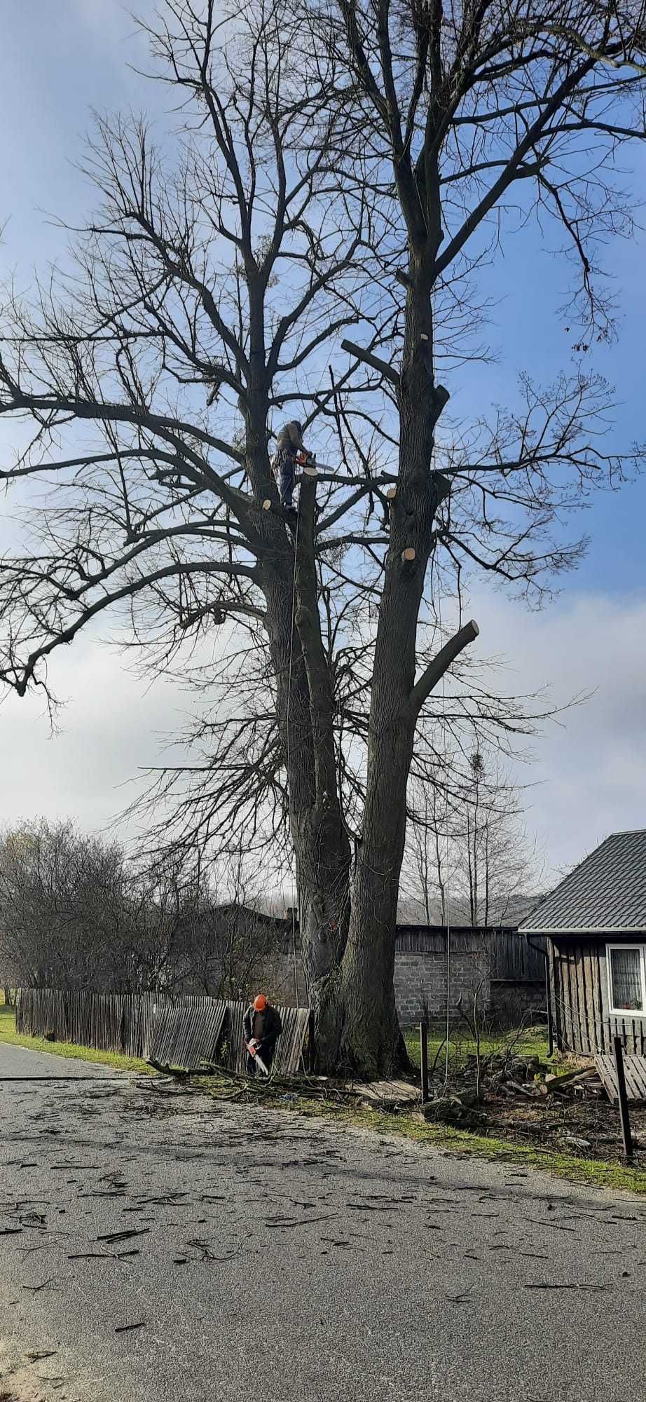 Wycinka drzew, uslugi zwyżką,sciaganie dronow,uslugi rebakiem