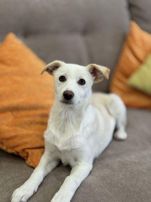 Цуценя 4 міс шукає родину