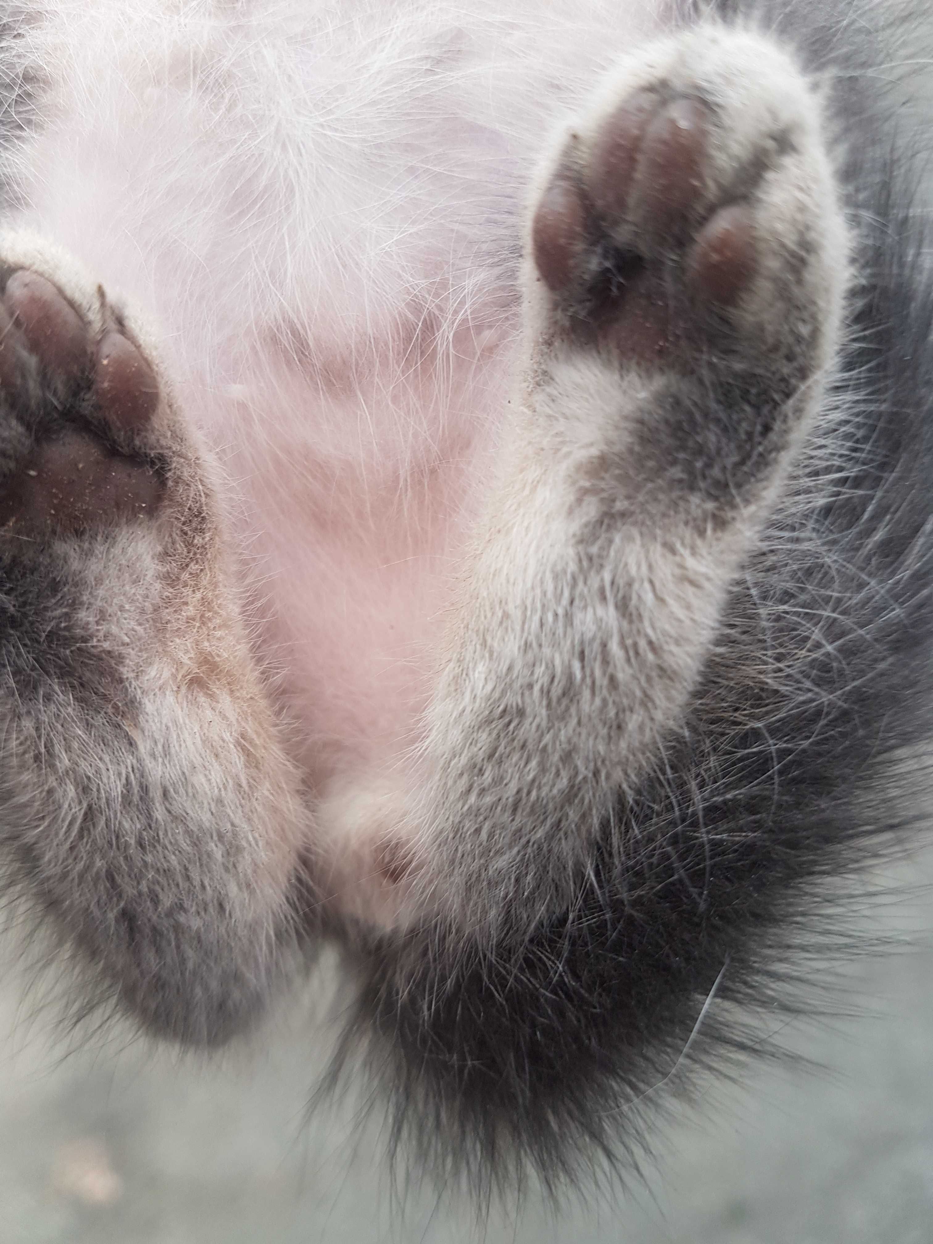 Dou 4 gatinhos com um mês e 5 dias. Para adoção séria e responsável.