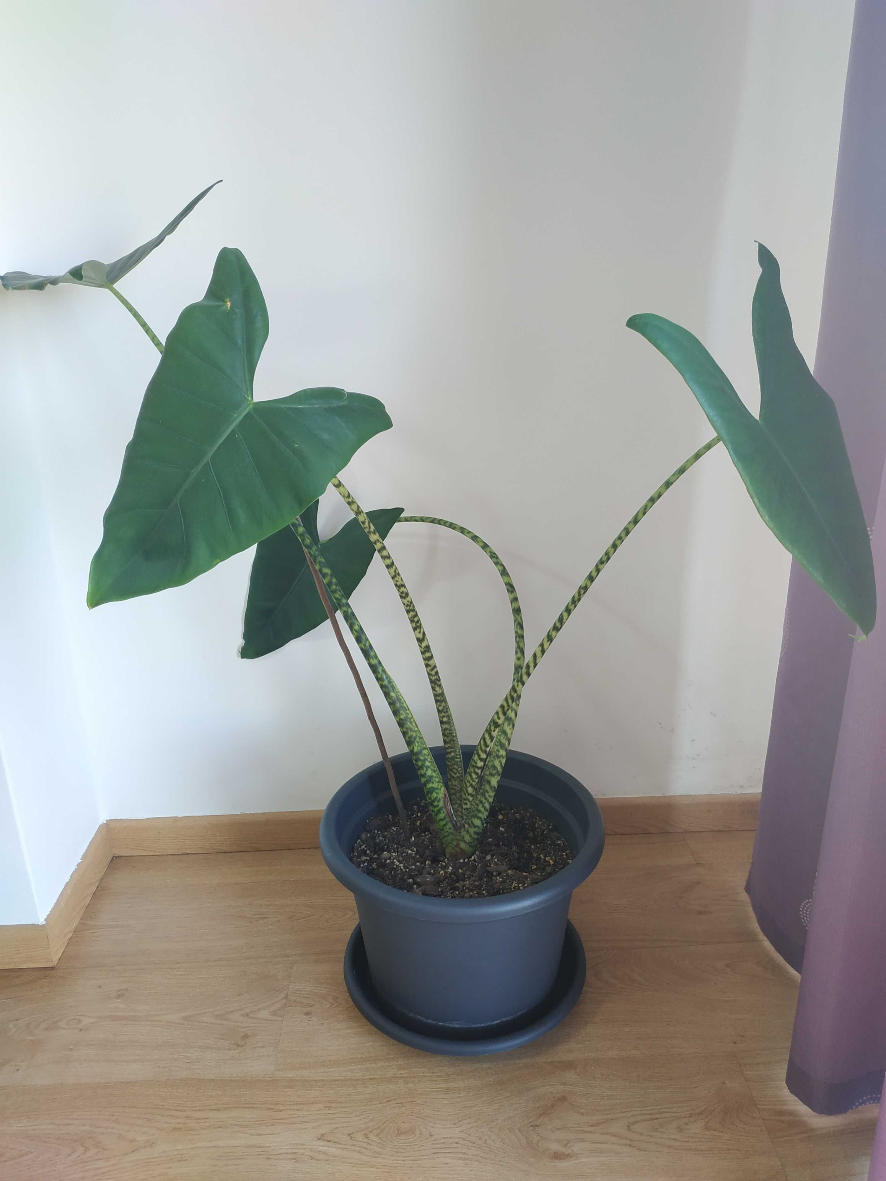 Alocasia zebrina (grande)