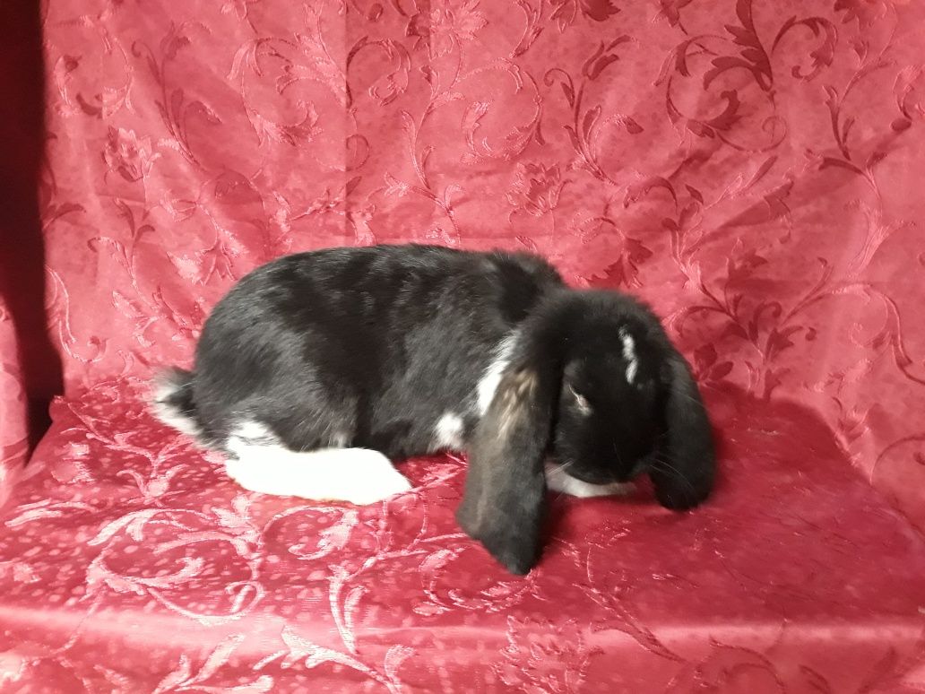 Kroliki  barany francuskie