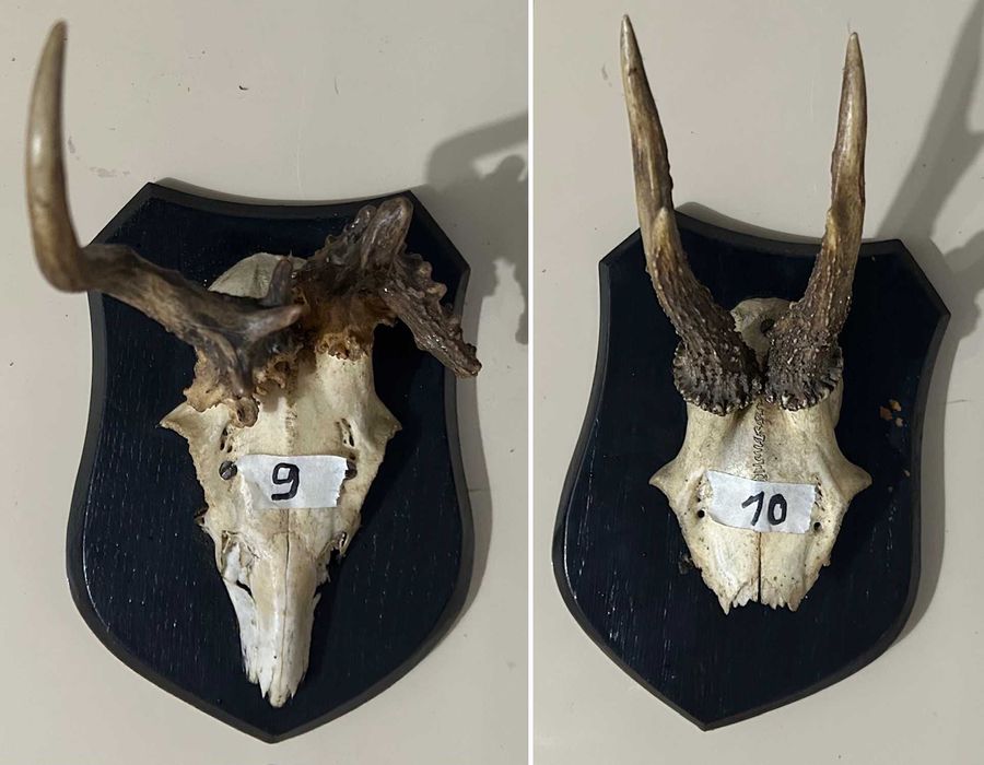 Poroże koziołki rogi kozła sarny na deskach 9szt.