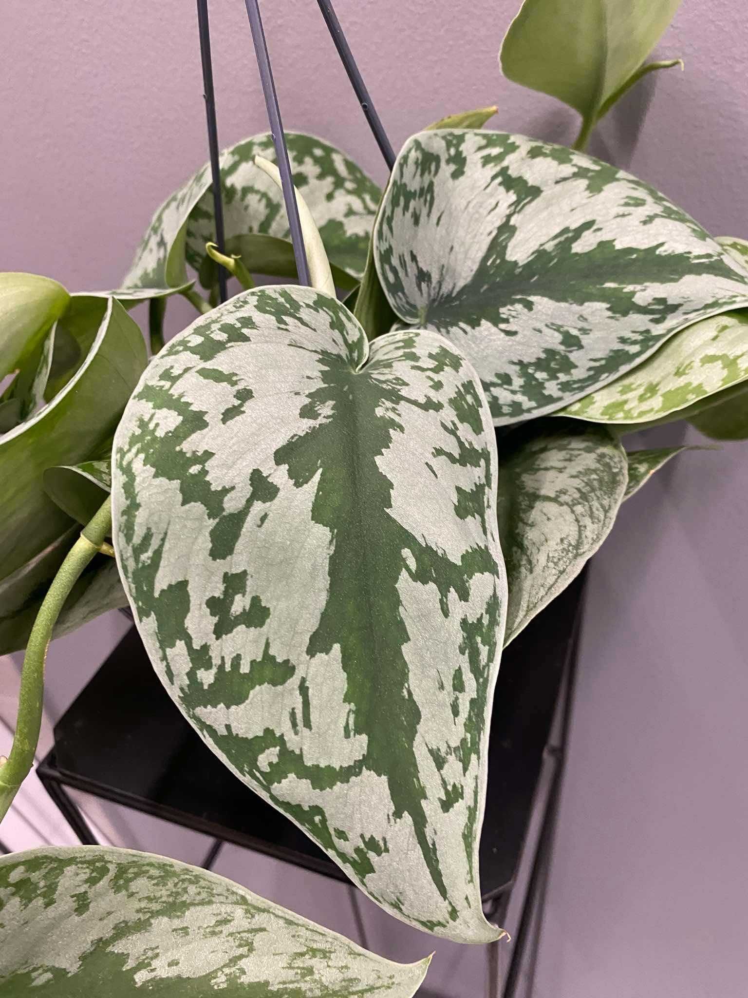 Scindapsus ‘Trebie’ Scindapsus pictus Na Haku