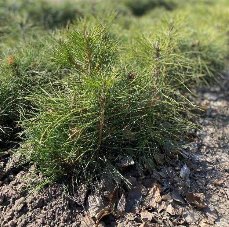 Сіянці сосна Кримська , Кримка , Pallasiana , Crimean pine.