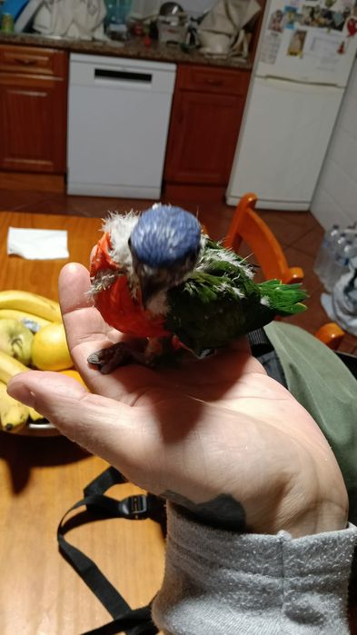 Aves domesticadas,caturras,loris,arantingas etc