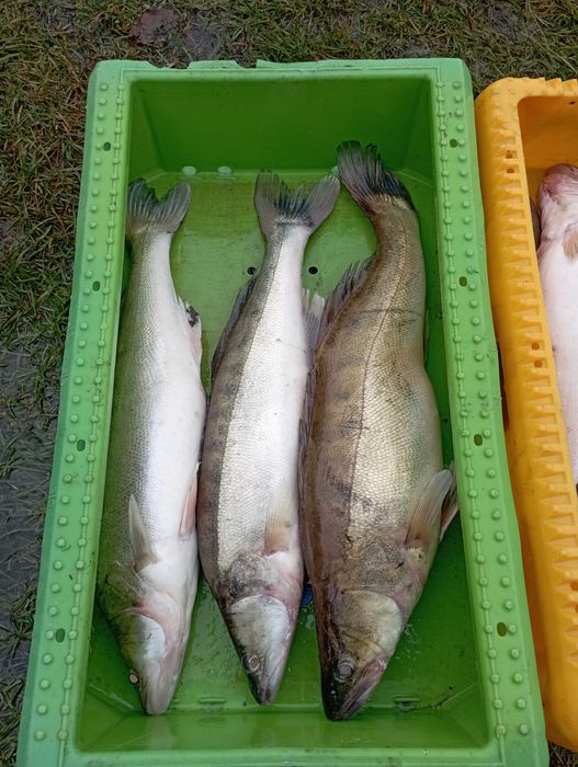 Sandacz żywy konsumpcja/zarybienie