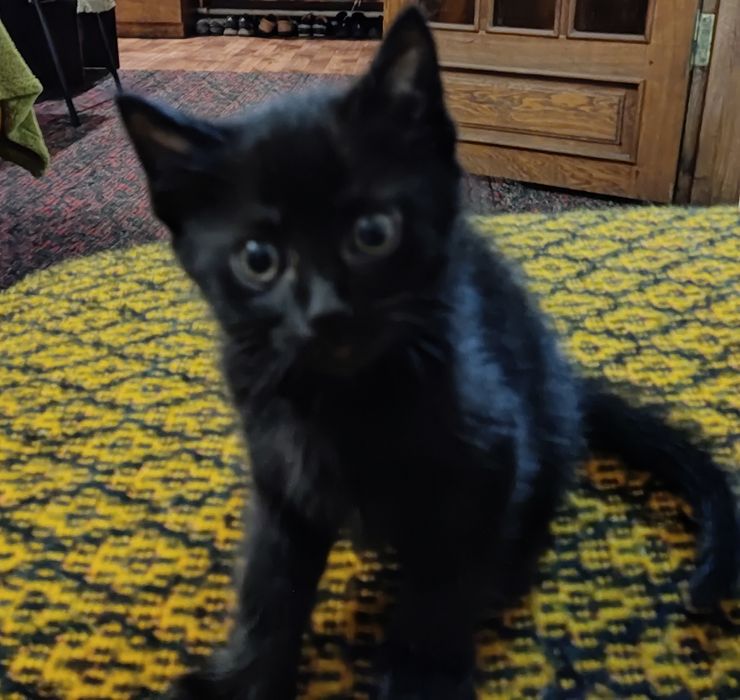 Віддам котиків в добрі руки