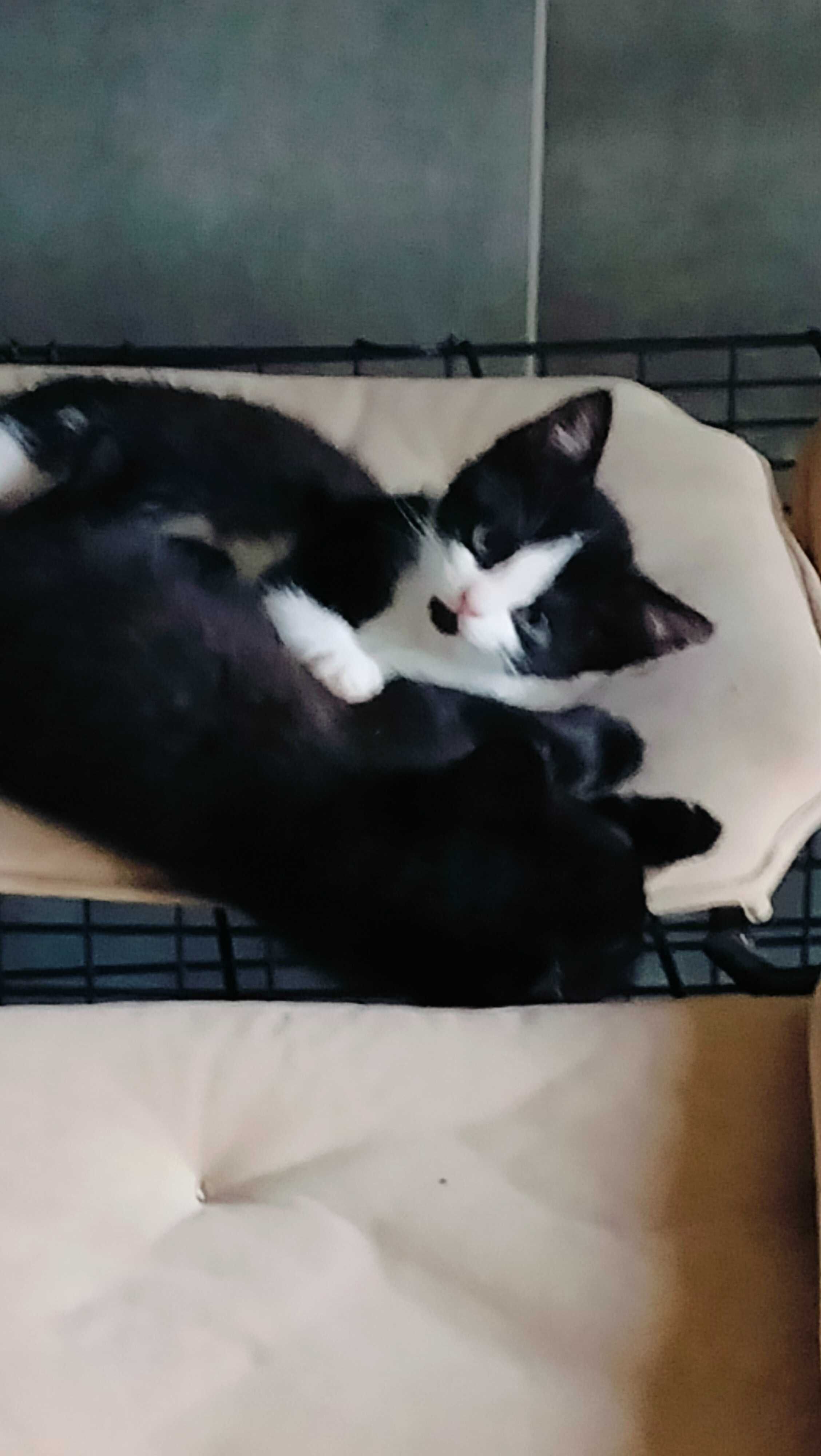 Cudowne Kociaki do adopcji