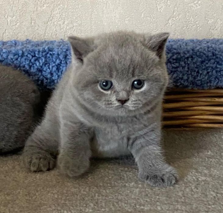 Продам шотландских котят