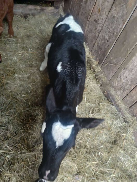 Jałóweczka ponad dwa tygodnie