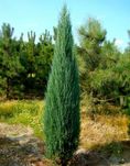 Можжевельник скальный, bluearrow 1.2м
