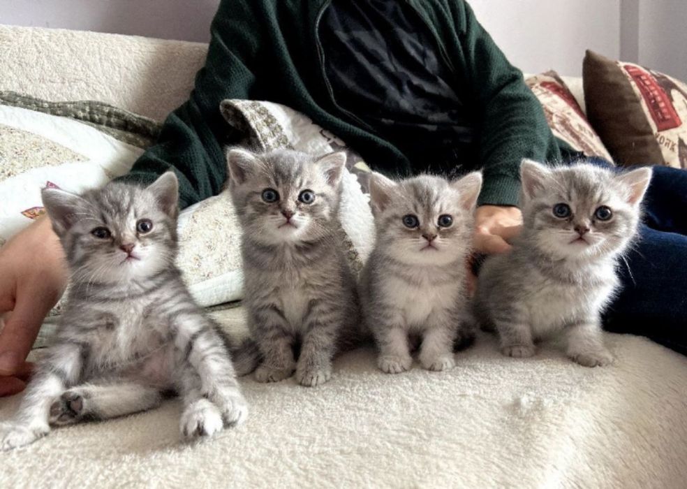 Продам шотландских котят