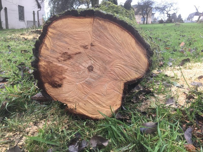 Drewno grusza w kawałku