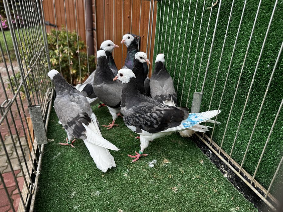 Permski białogłowy gołębie wysokolotne